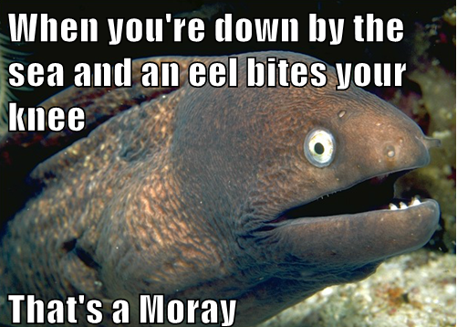 a_moray.png