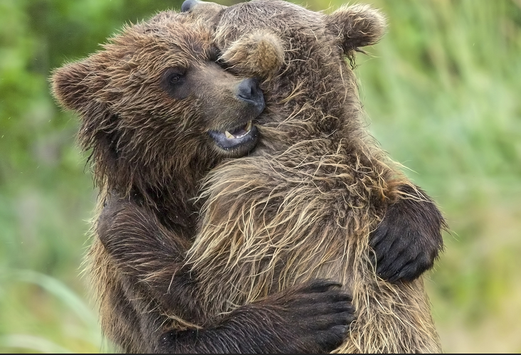 bear hug.PNG