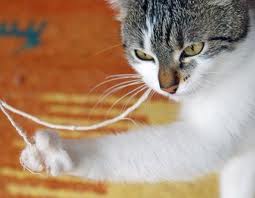 Cat-Problems-eat-string1.jpg