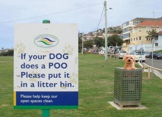 Dog-does-a-poo-FB-Australia-Gone-Wild.jpg