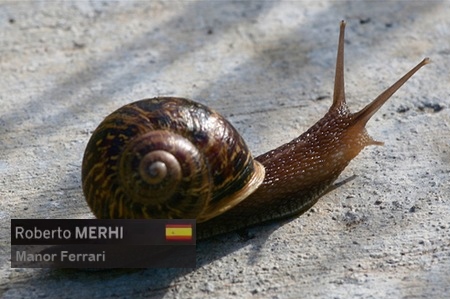 GardenSnail.jpg