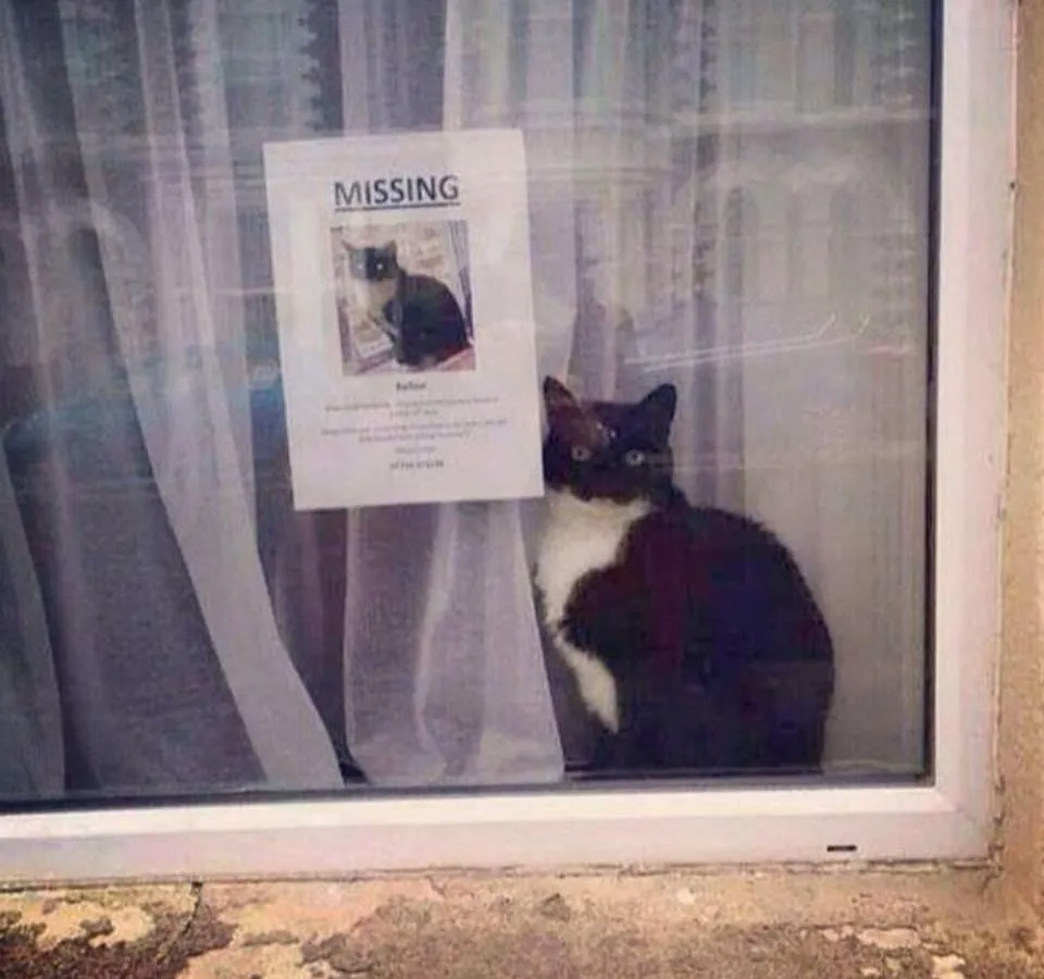 Lost cat.jpg