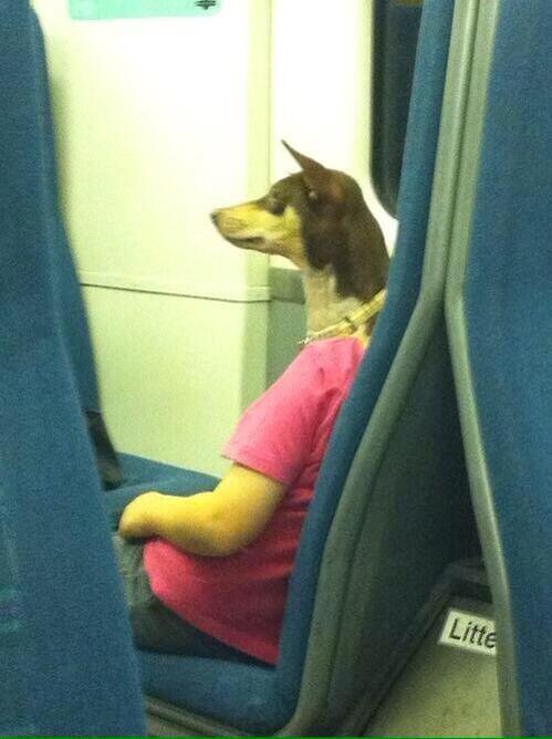 Nice to see the ancient Egyptian God Anubis taking public transport.jpg