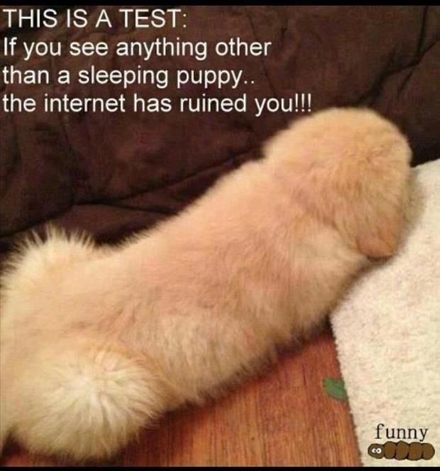 puppy-funny-test.jpg