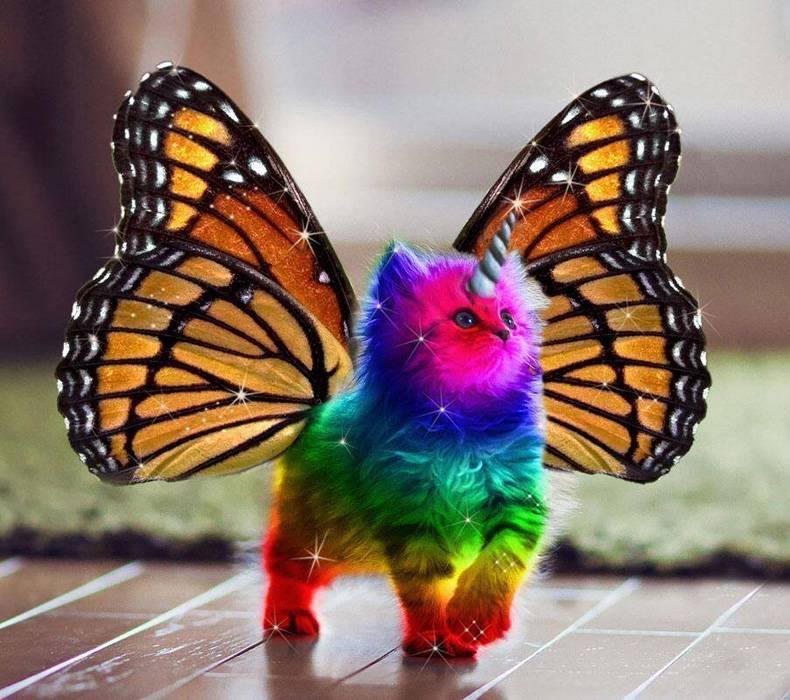 rainbowbutterflyunicornkitten.jpg