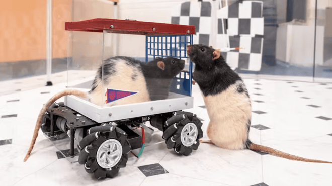 Ratten-im-Mini-Auto-1732024930-0-0.png