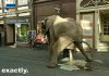 elephant-****.jpg