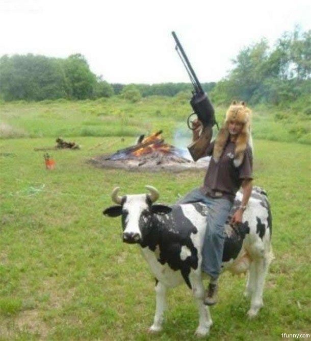 big-gun-nice-cow.jpg