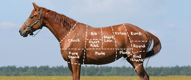 perfect-aqha-horse.jpg