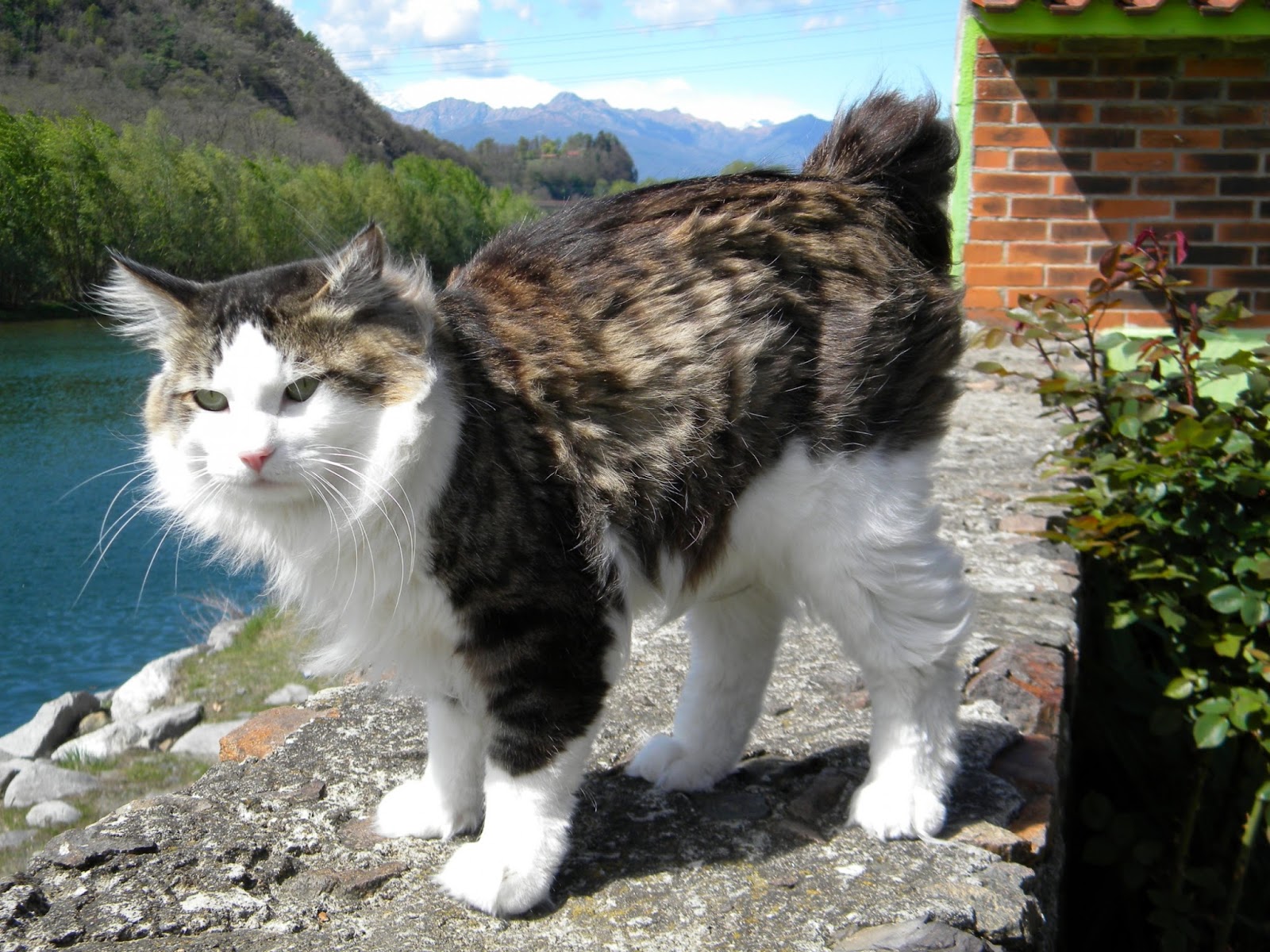 Kurilian-bobtail-cats_1.jpg