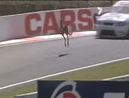 kangaroo-on-race-track.jpg