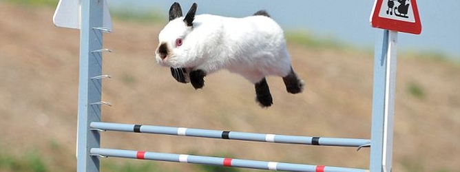 bunnyhop1.jpg