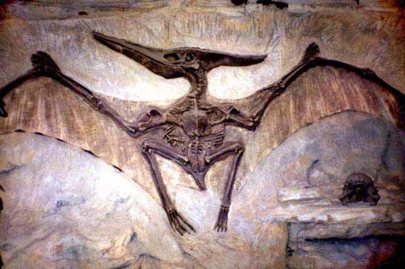 pterodactyl_7ed6.jpg