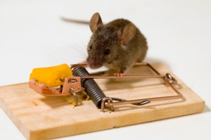 mouse-and-mouse-trap2.jpg