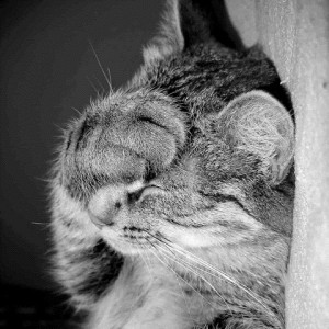 facepalm-cat-300x300.jpg