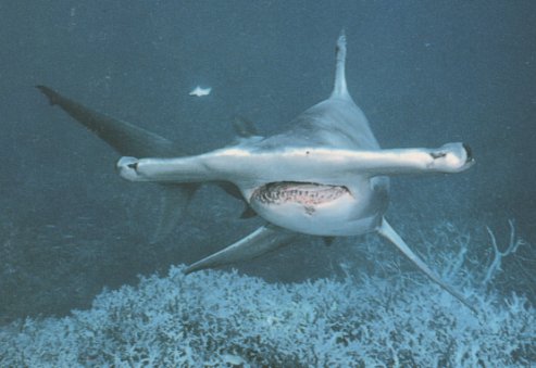 Requin_marteau01.jpg