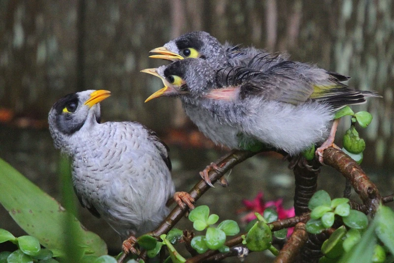 1620px-noisy-miner-chicksjpg.webp