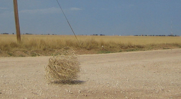 Tumbleweed_rolling_2.jpg