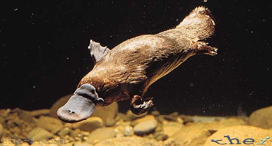 platypus2.jpg