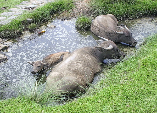 Water_buffalo_bathing.jpg