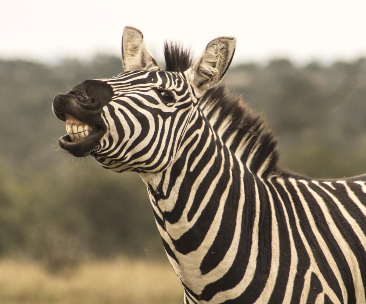 5-unexpected-things-you-might-not-know-about-zebras.jpg