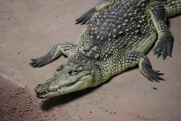 depositphotos_64310751-stock-photo-crocodile-alligator-and-cayman.jpg