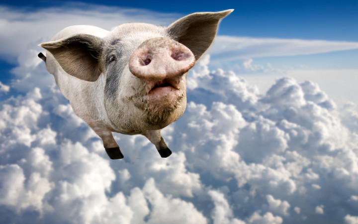 thumb_720_450_pig-flying_shutterstock_20768515.jpg