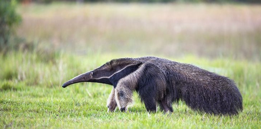 giant-anteater-facts.jpg